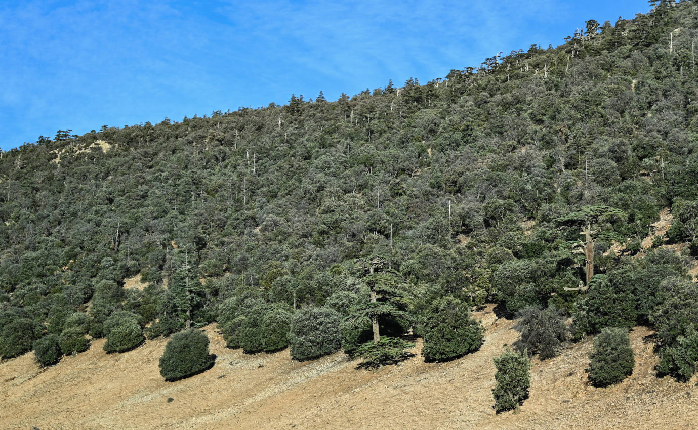 Национальный парк "Ифран", image of landscape/habitat.