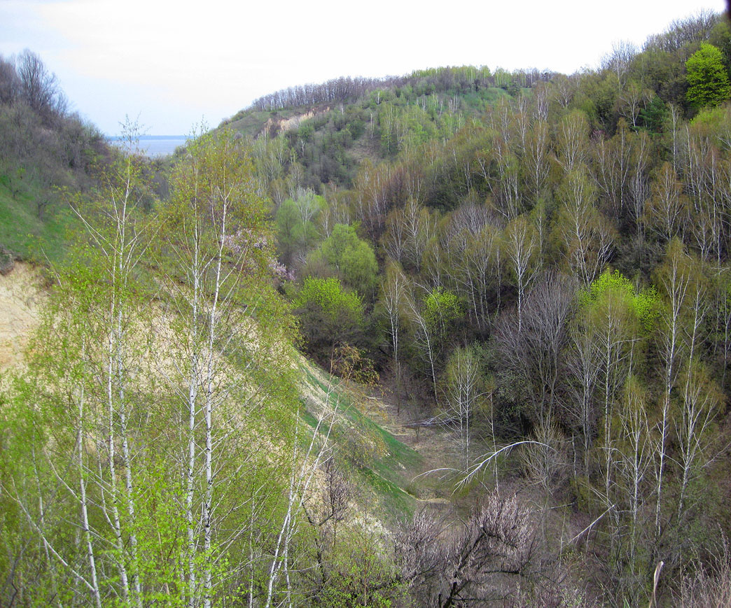 Трахтемиров, image of landscape/habitat.