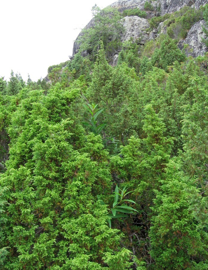 Умба, image of landscape/habitat.