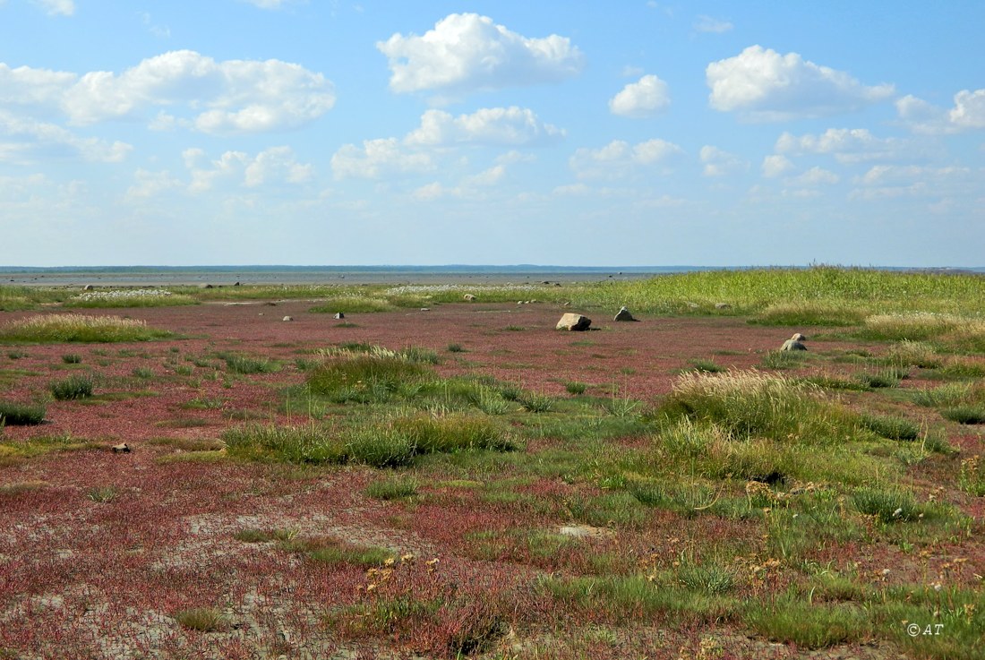 Унежма, image of landscape/habitat.