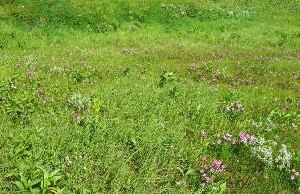 Большая Лагорта, image of landscape/habitat.