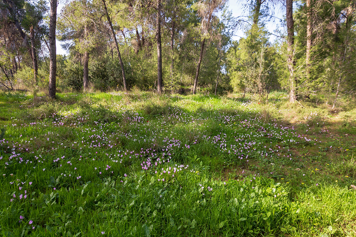 Лес Бен-Шемен, image of landscape/habitat.