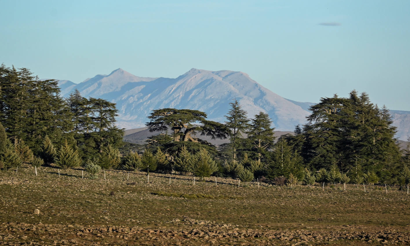 Национальный парк "Ифран", image of landscape/habitat.