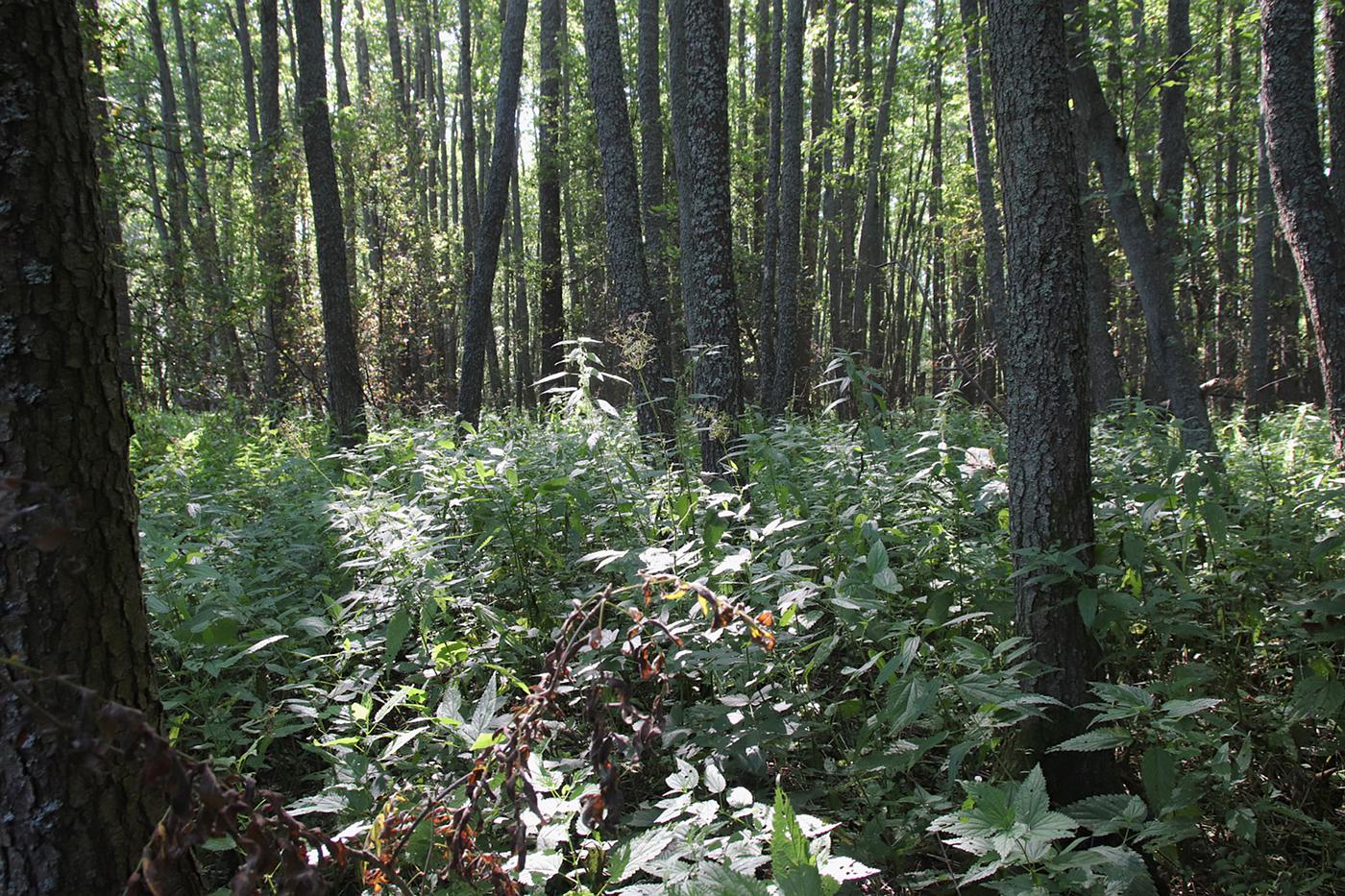 Окрестности деревни Бурцево, image of landscape/habitat.