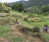 Окрестности кампонга Лабанг, изображение ландшафта.
