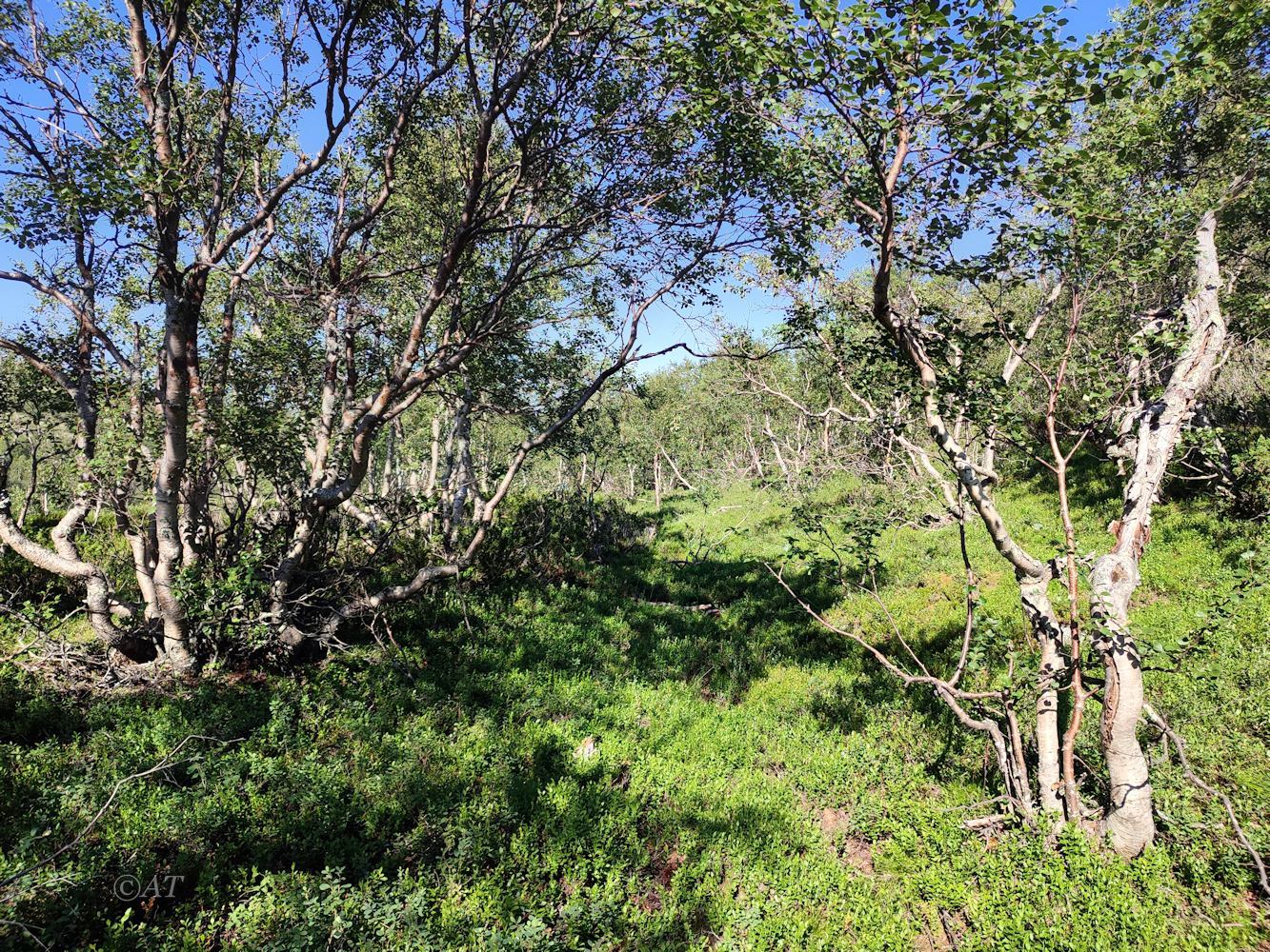 Ручей Маннепахкуай, image of landscape/habitat.