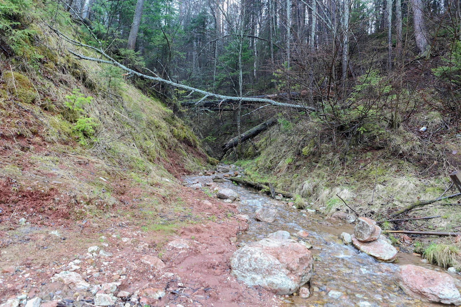 Кунчурихинский бор, image of landscape/habitat.