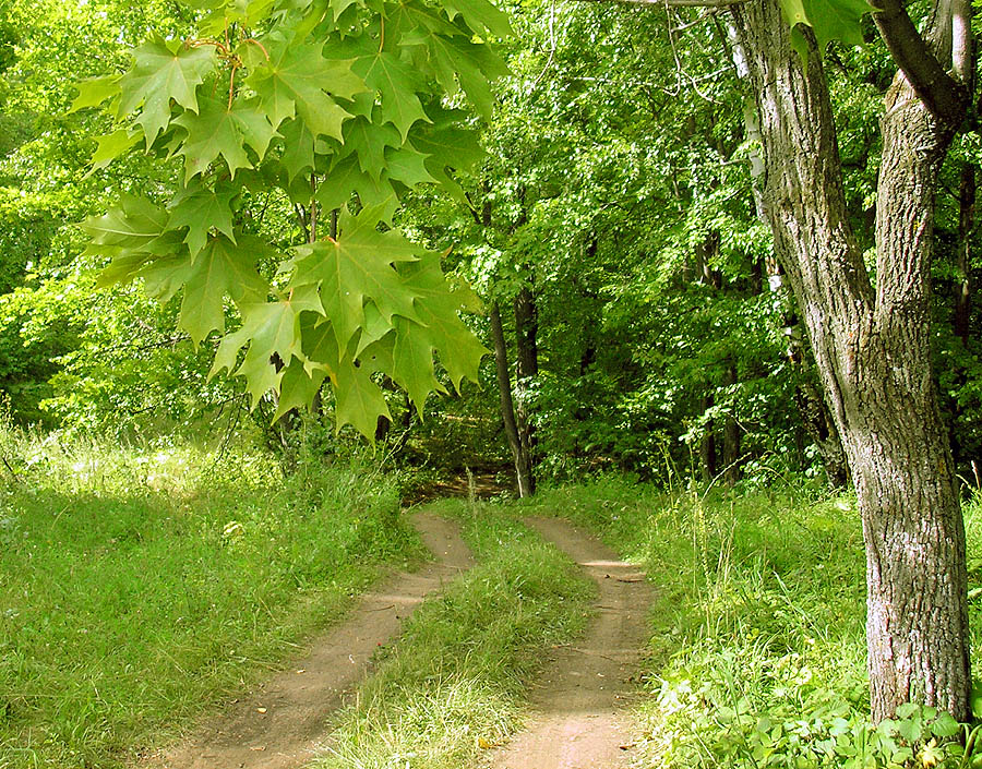 Бавлы, image of landscape/habitat.