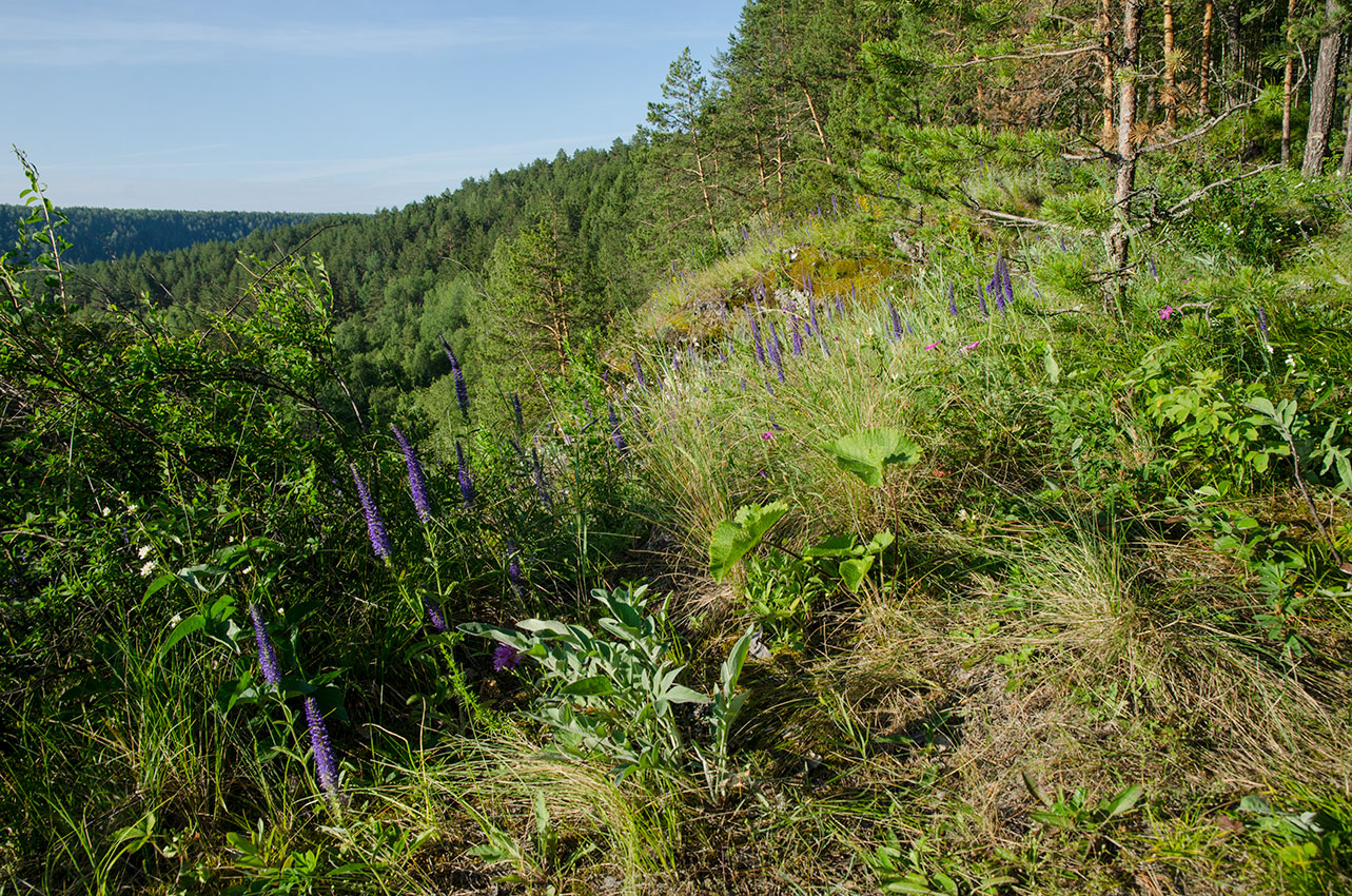 Окрестности Арасланово, image of landscape/habitat.