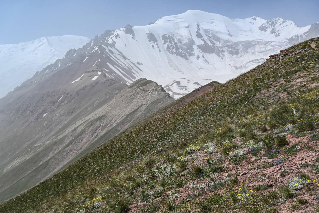 Гребень пика Петровского, image of landscape/habitat.