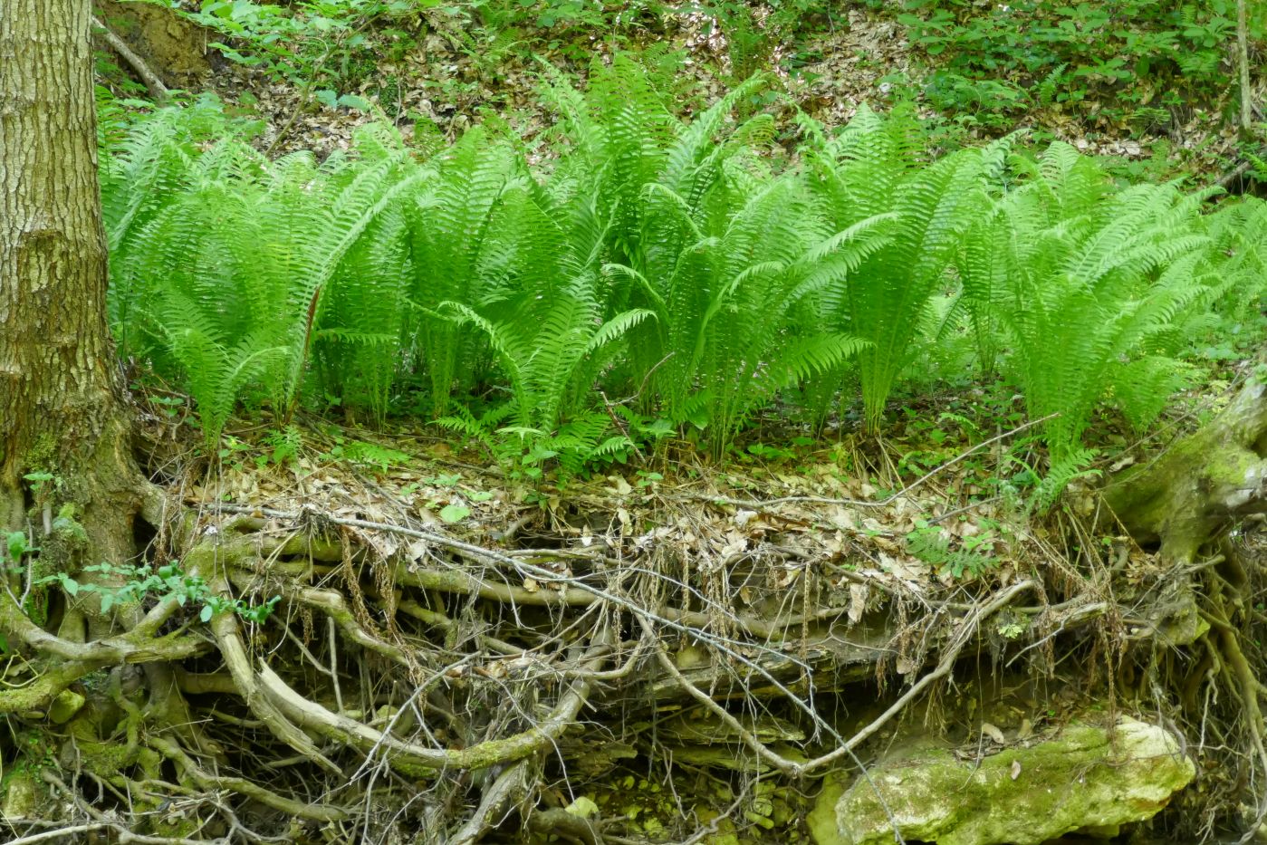 Долина реки Аминовка, image of landscape/habitat.