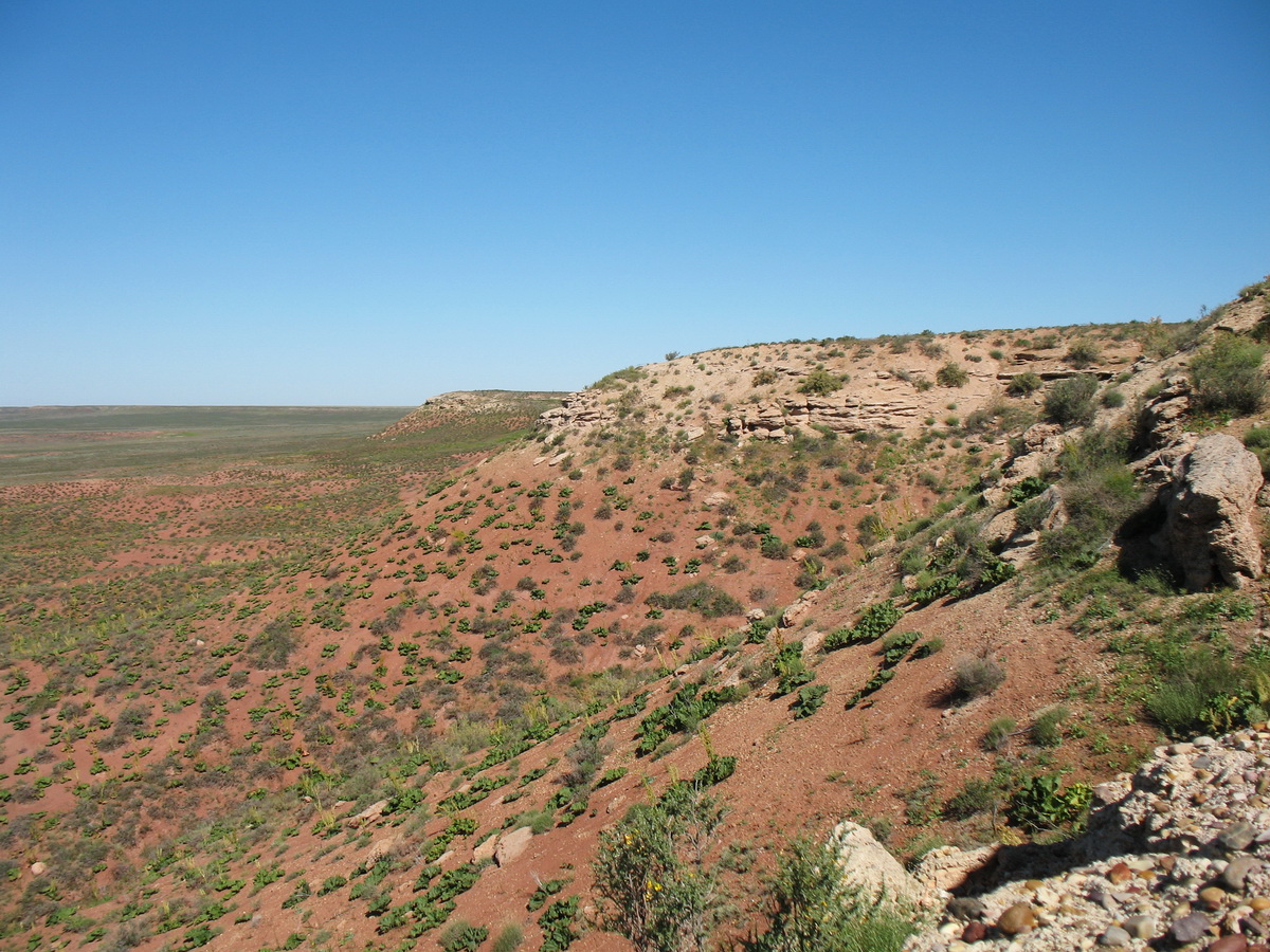 Бугор Кызылтау, image of landscape/habitat.