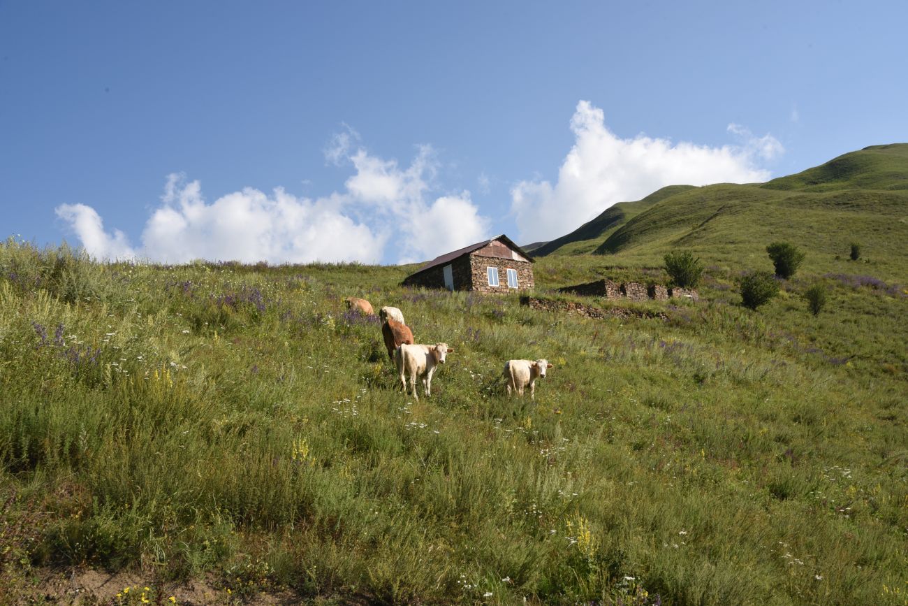 Долина реки Шикаройакх, image of landscape/habitat.