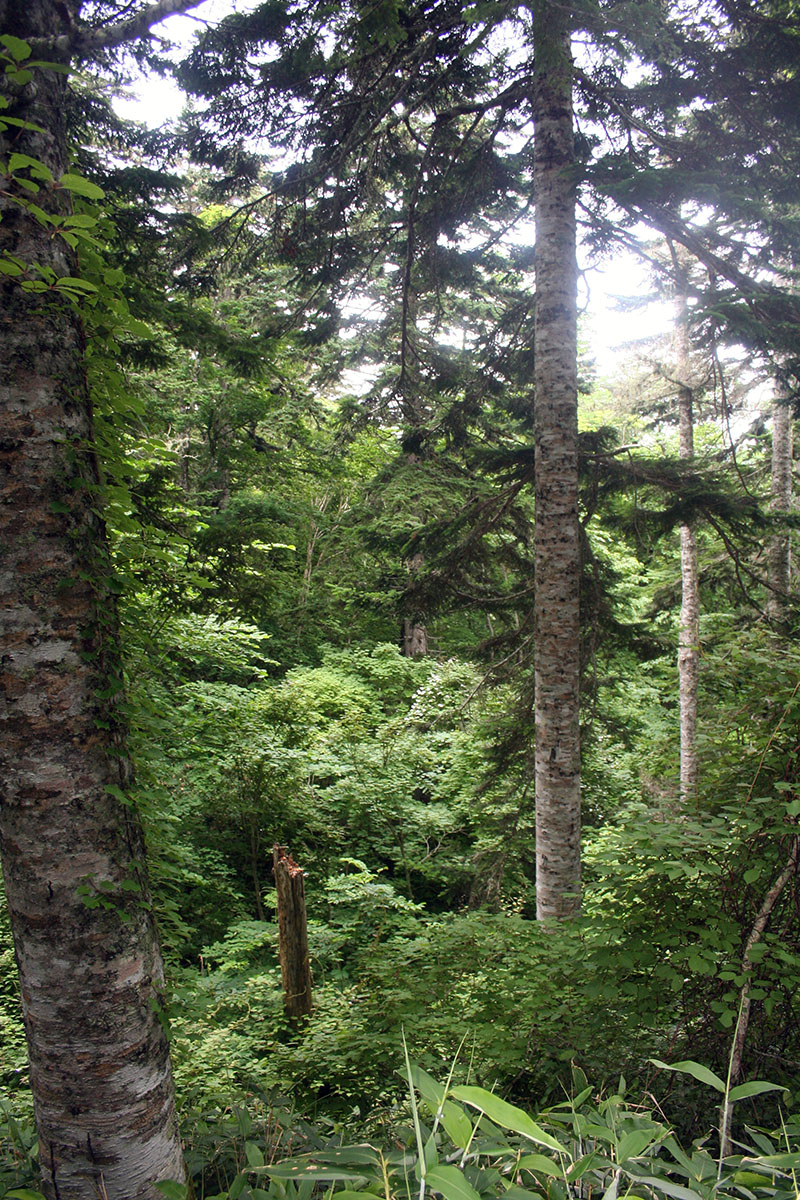 Окрестности мыса Столбчатый, image of landscape/habitat.