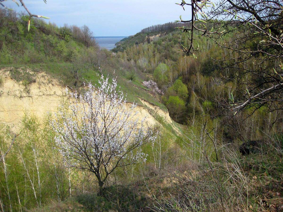 Трахтемиров, image of landscape/habitat.