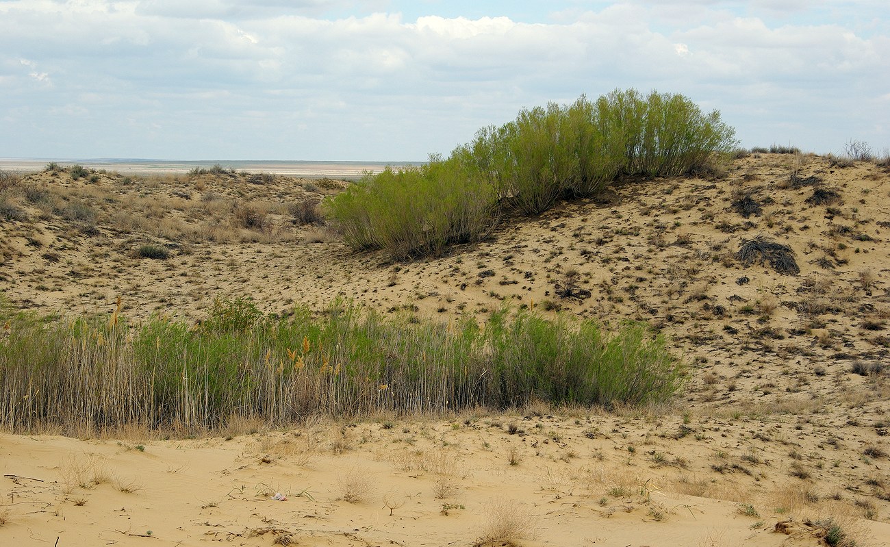 Иргиз, image of landscape/habitat.