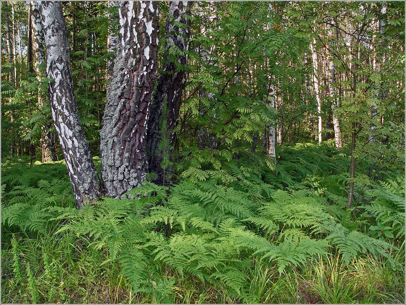 Окрестности Хрипани, image of landscape/habitat.