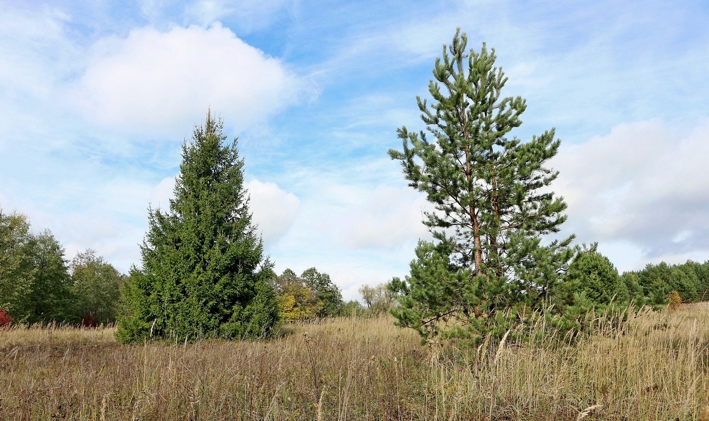 Окрестности села Свиногорье, image of landscape/habitat.