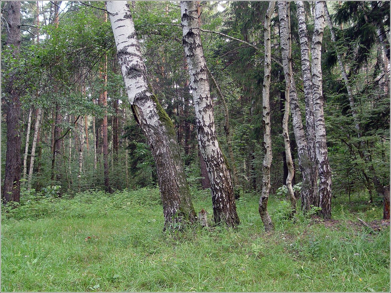 Окрестности Хрипани, image of landscape/habitat.