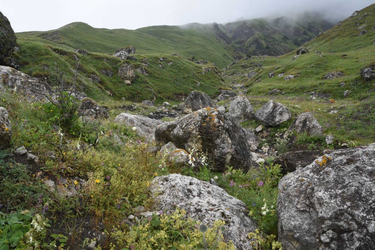 Альплагерь "Кязи" и окрестности, image of landscape/habitat.