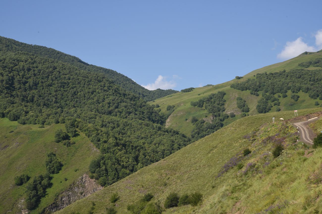 Долина реки Шикаройакх, image of landscape/habitat.