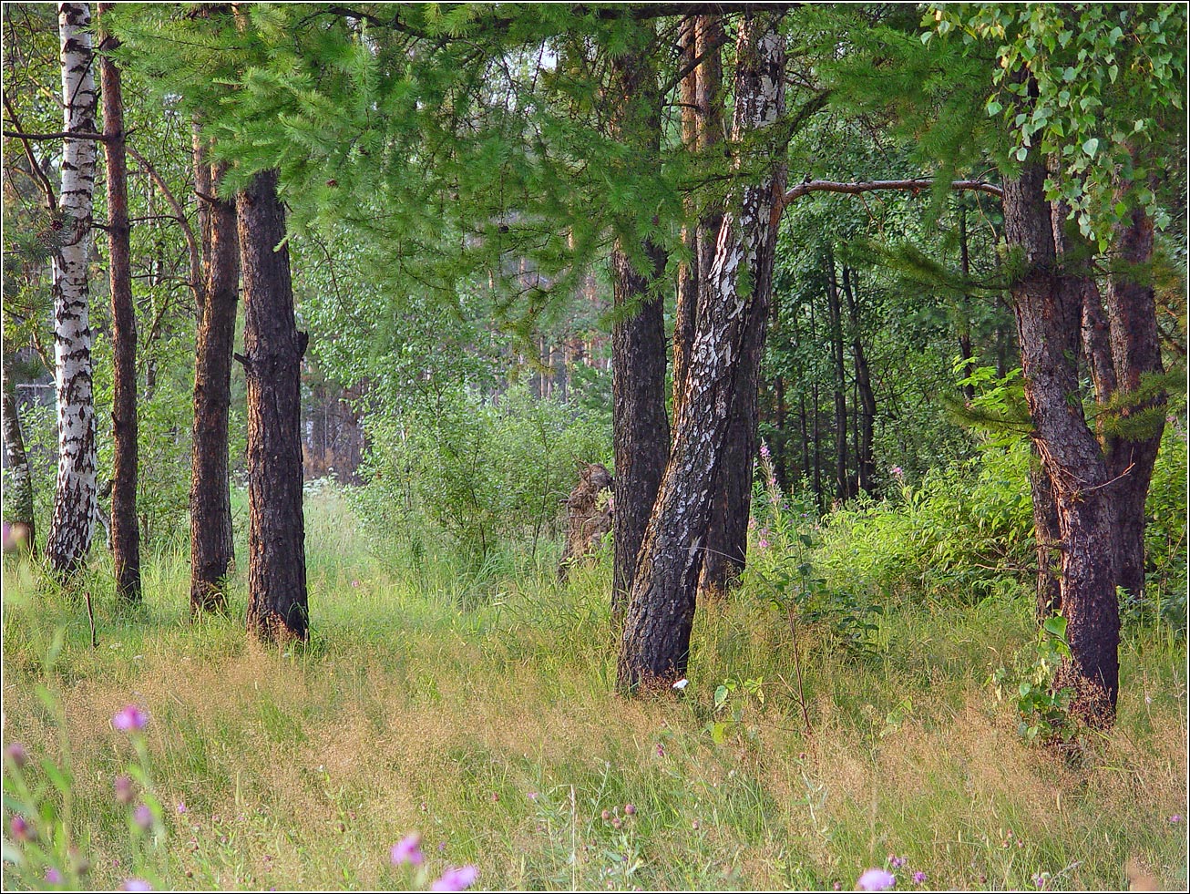 Окрестности Хрипани, image of landscape/habitat.