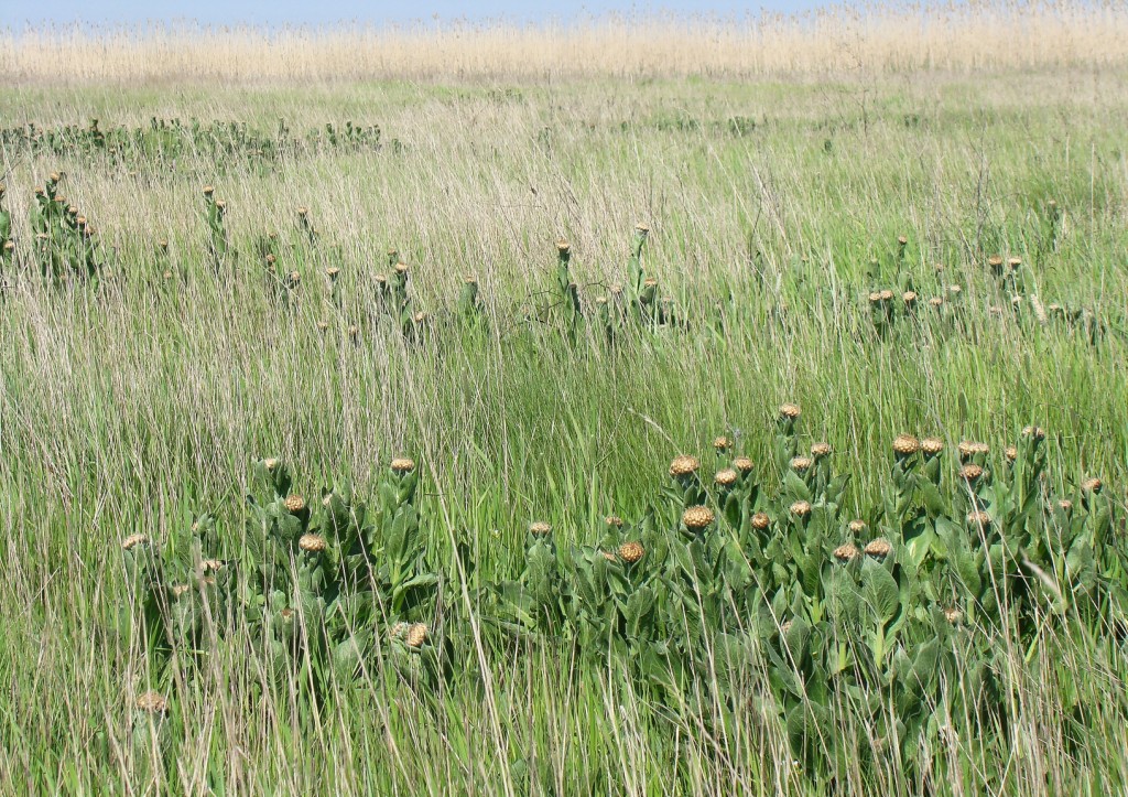 Пойма реки Ея, image of landscape/habitat.