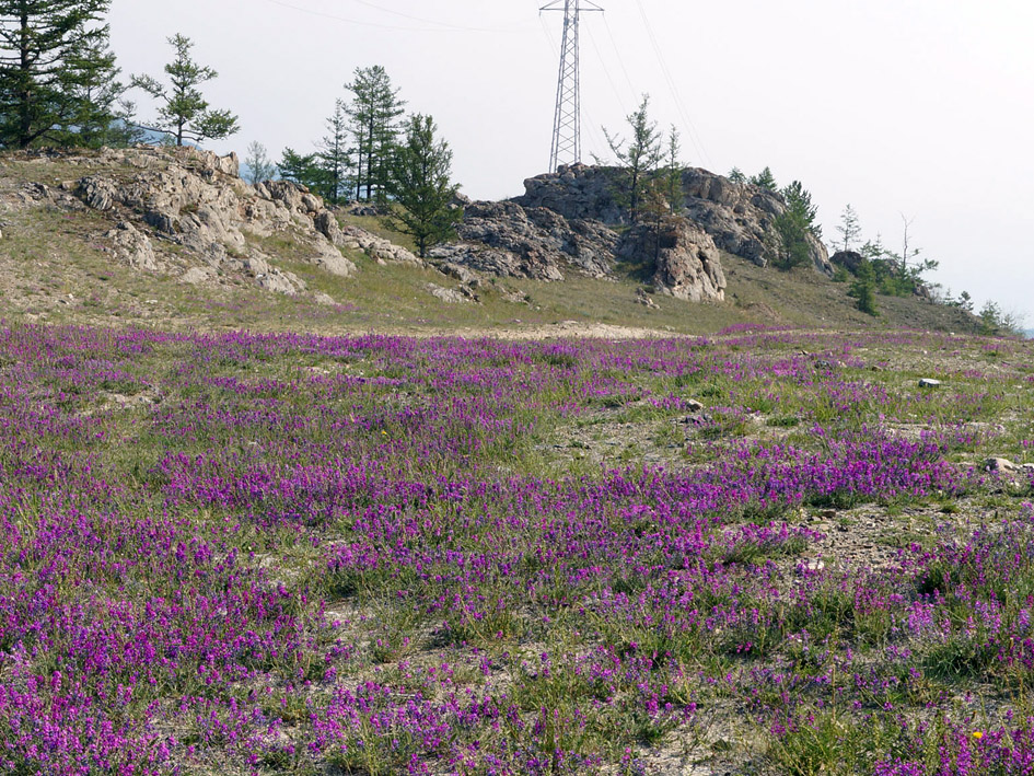 Окрестности базы Чара, image of landscape/habitat.