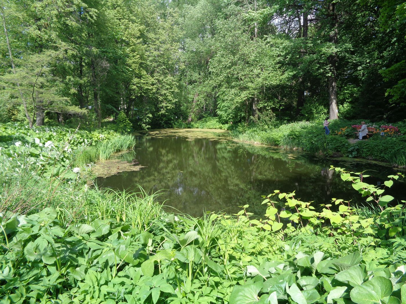 Тверской ботанический сад, image of landscape/habitat.