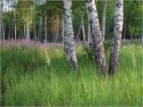 Image of landscape