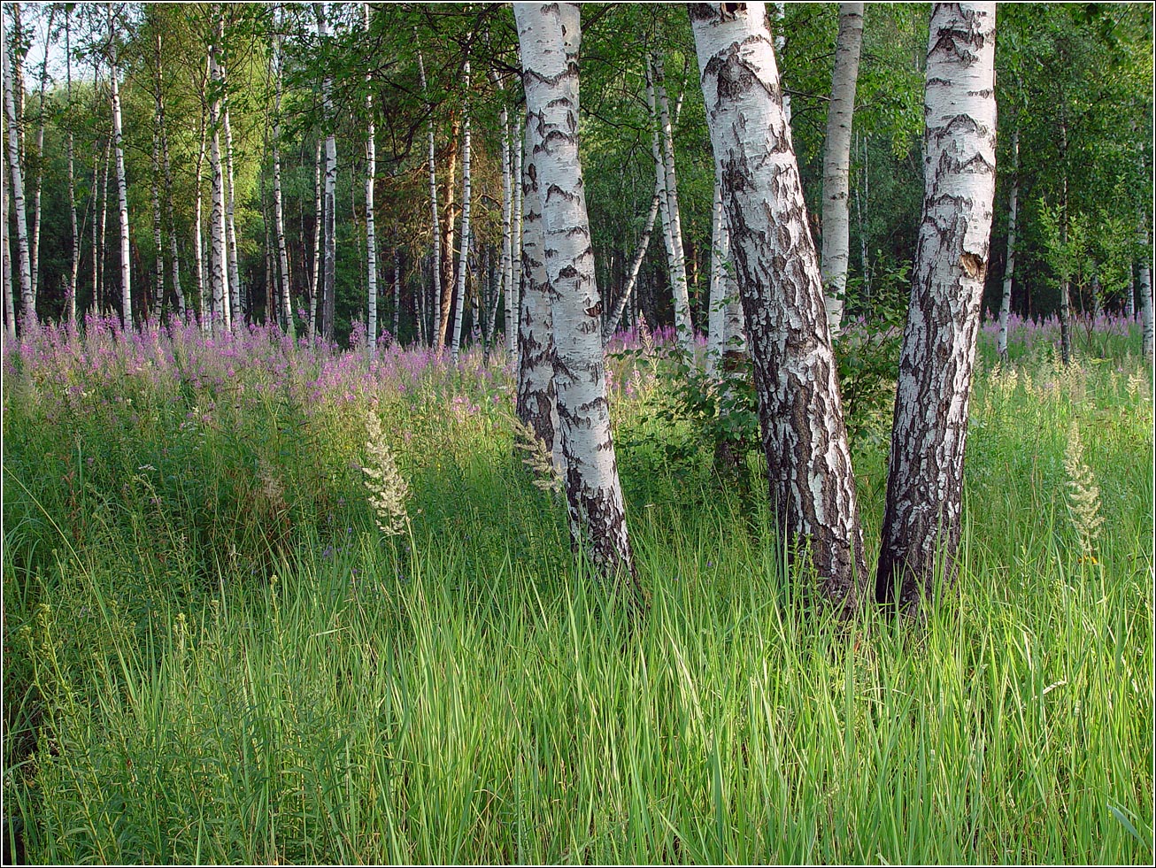 Окрестности Хрипани, image of landscape/habitat.