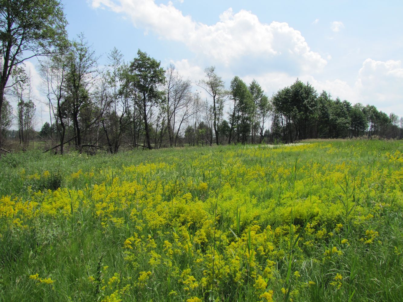 Покровское, image of landscape/habitat.