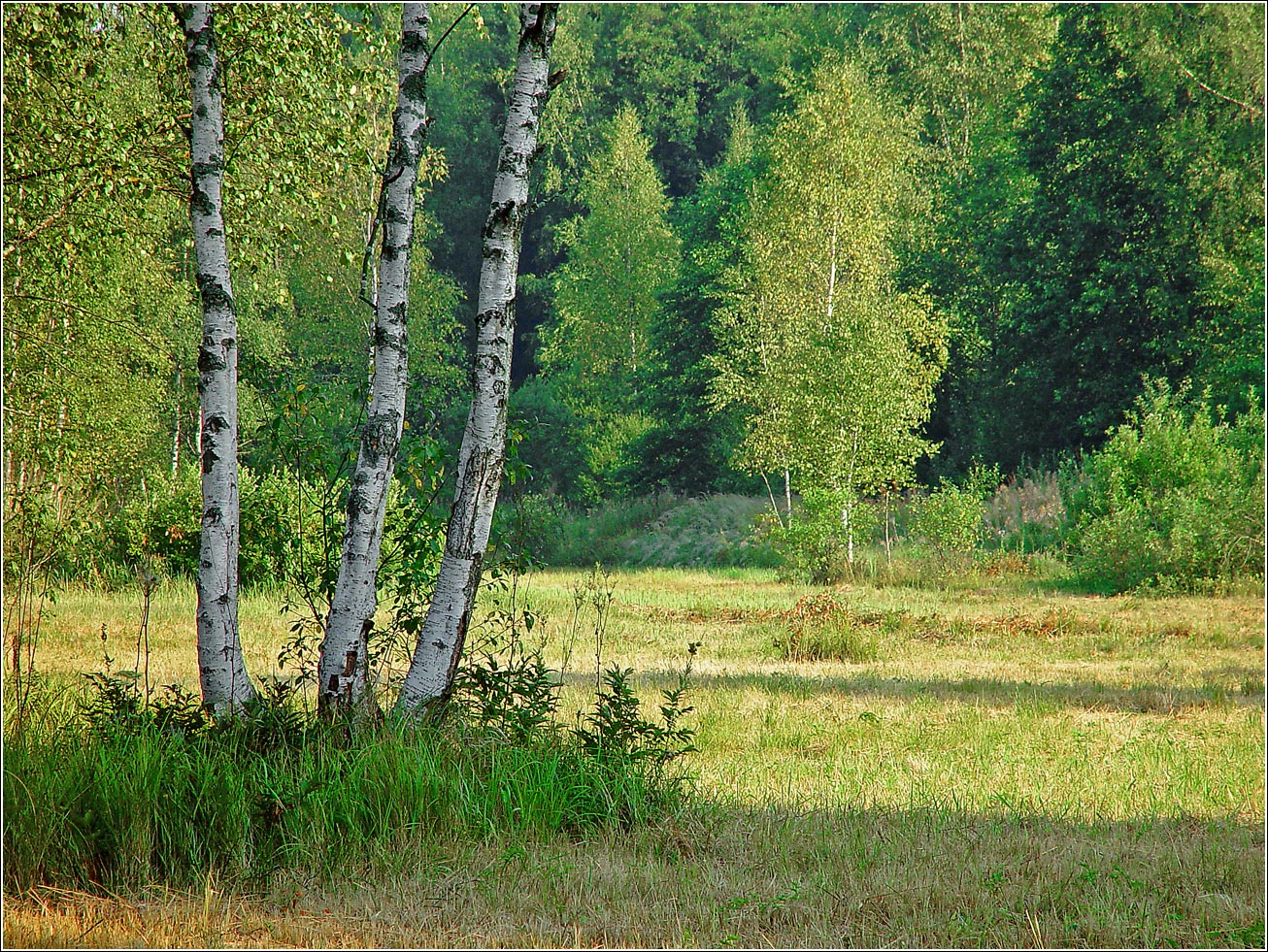 Окрестности Хрипани, image of landscape/habitat.