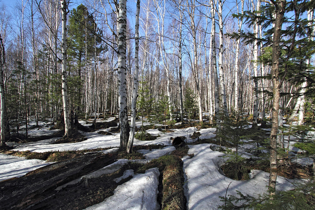 Тропа на "Чум", image of landscape/habitat.