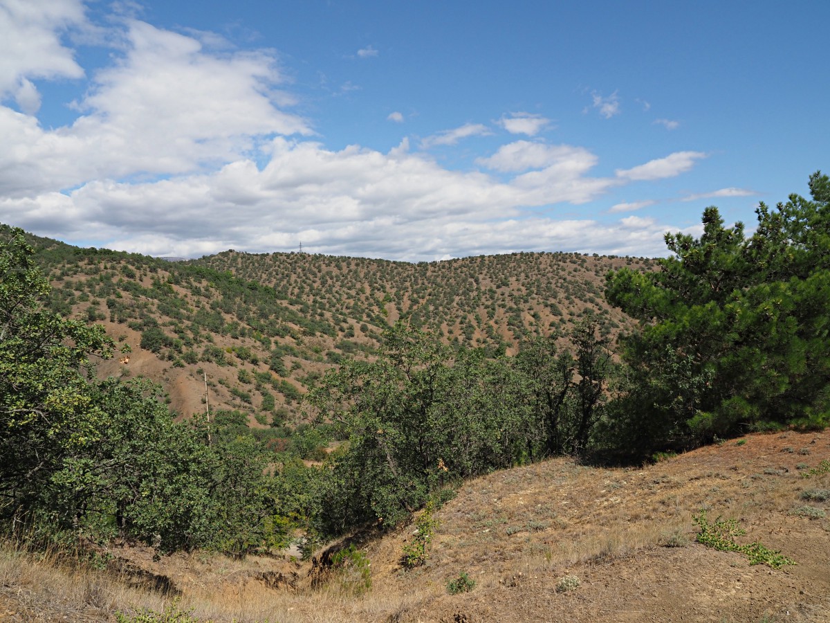 Малореченское и окрестности, image of landscape/habitat.