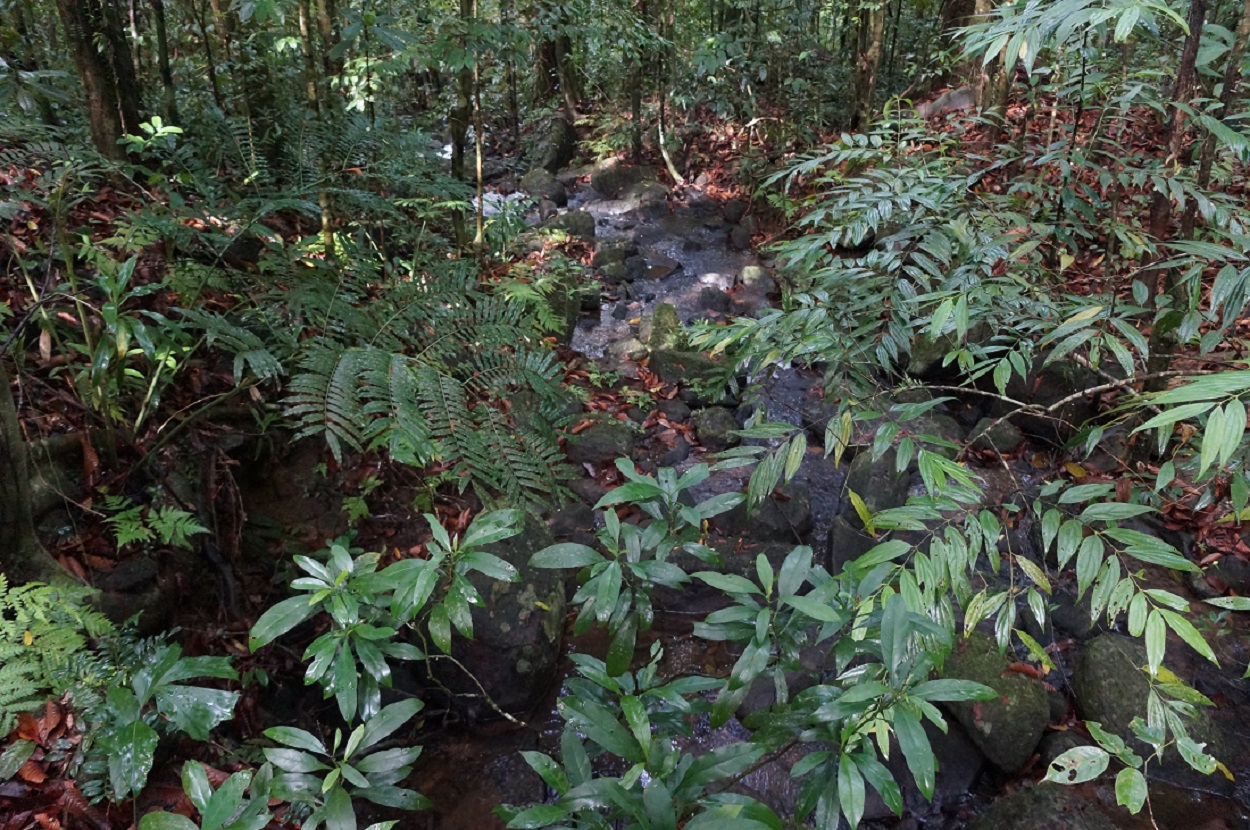 Синхараджа, image of landscape/habitat.