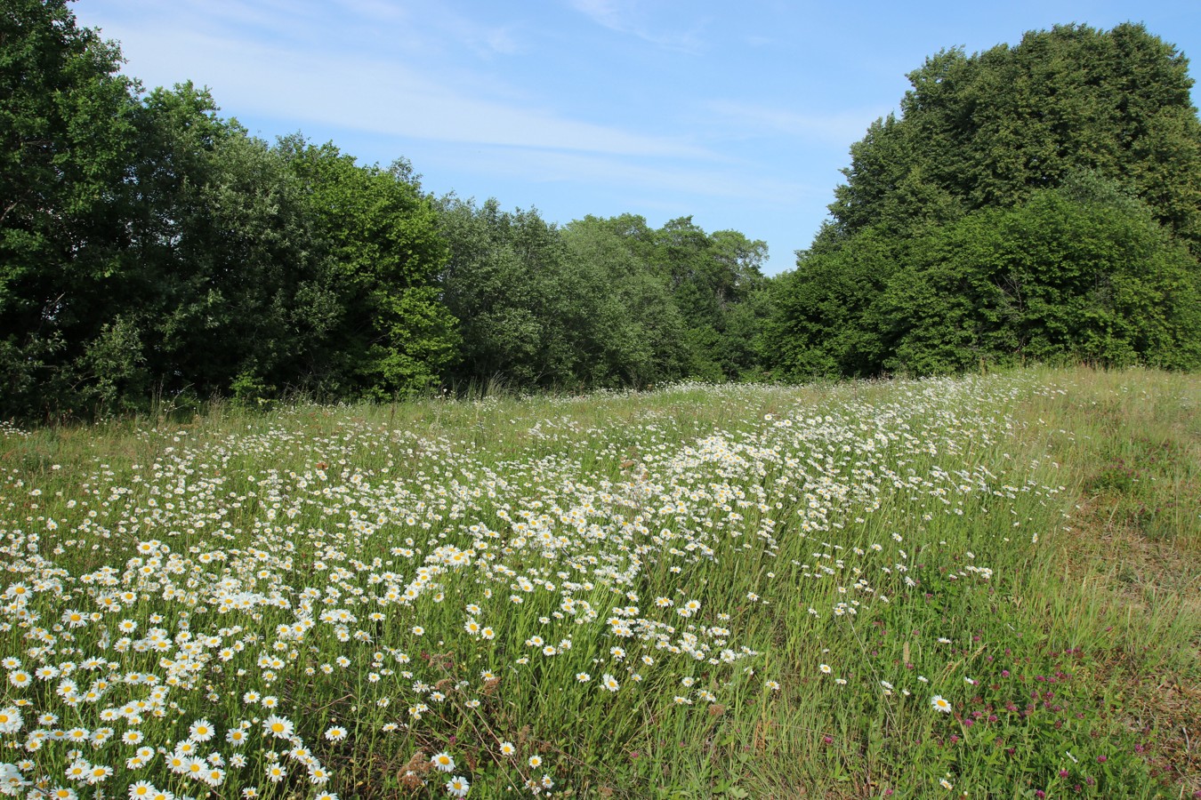 Езерище и окрестности, image of landscape/habitat.