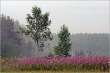 Image of landscape