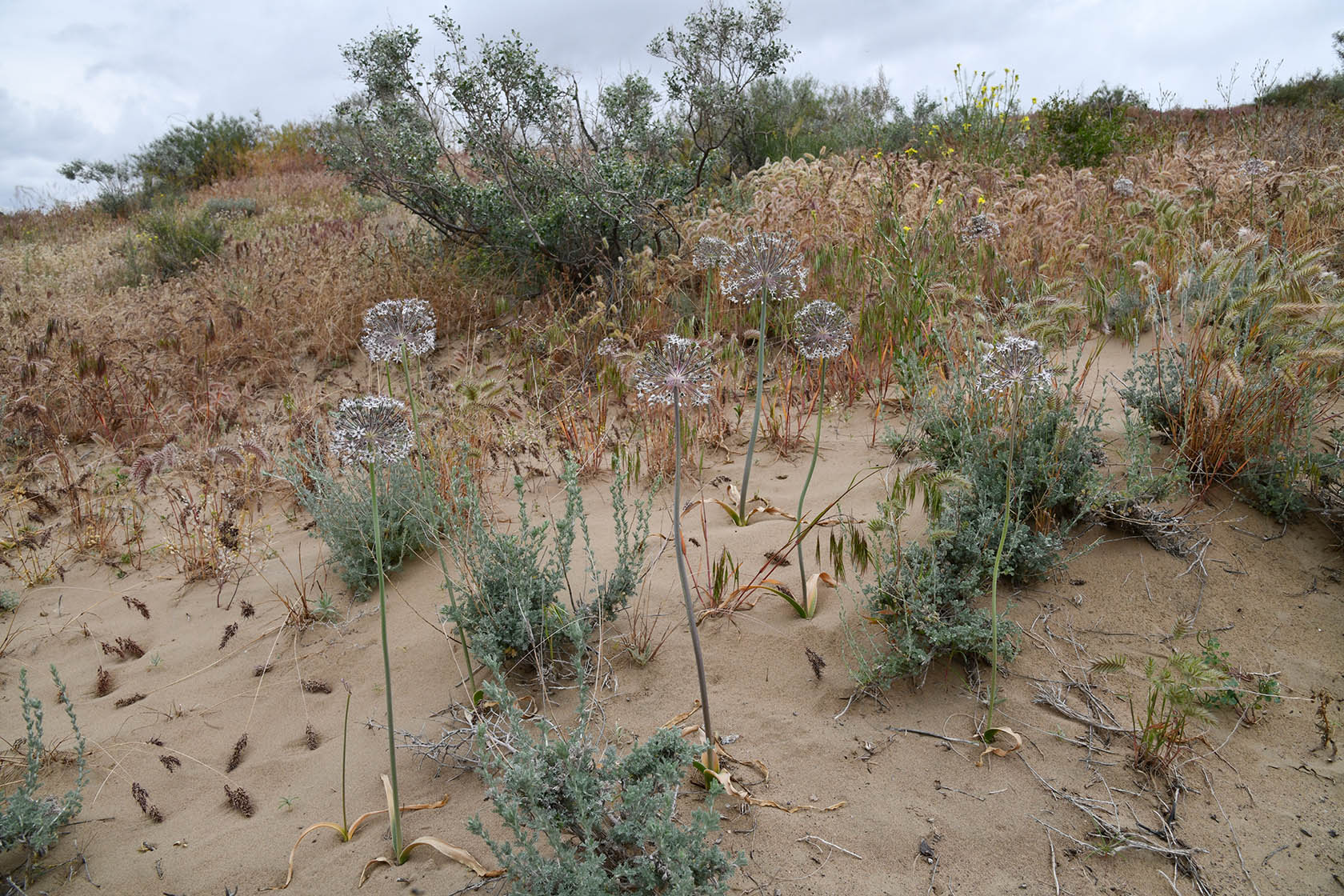 Капшагай, image of landscape/habitat.