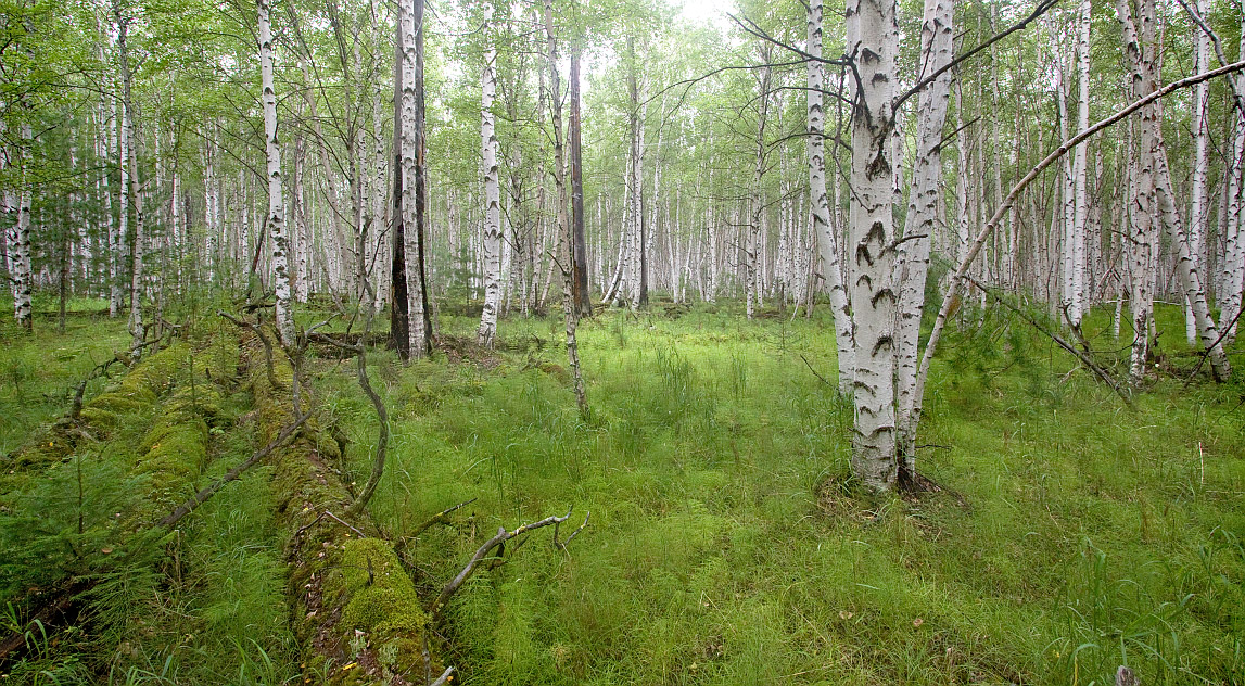 Тропа на "Чум", image of landscape/habitat.