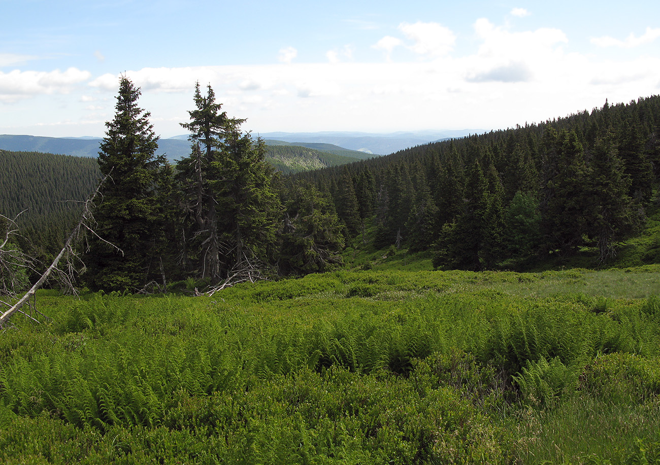 Jeseníky, image of landscape/habitat.