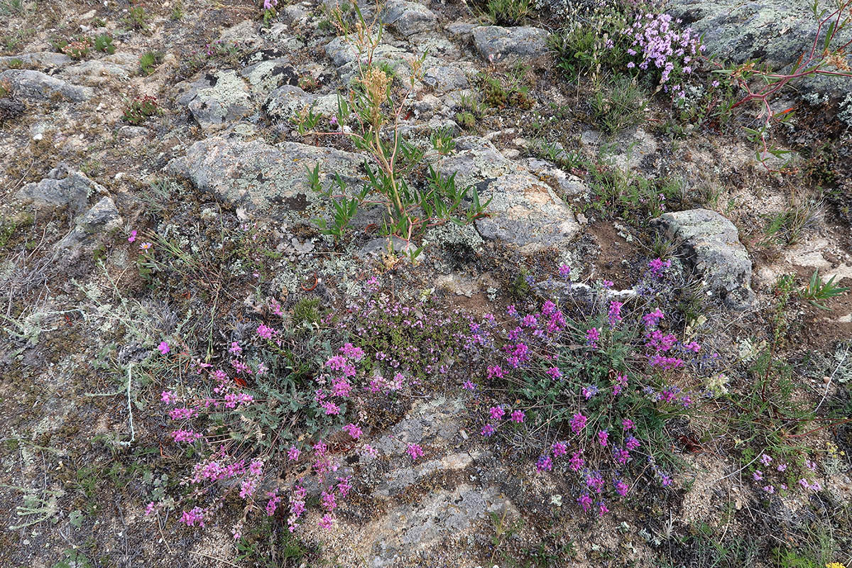 Тажеранская степь, image of landscape/habitat.