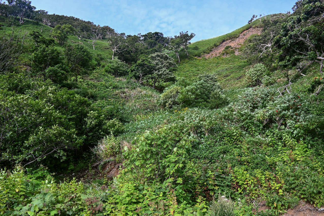 Долина реки Сторожевая, image of landscape/habitat.