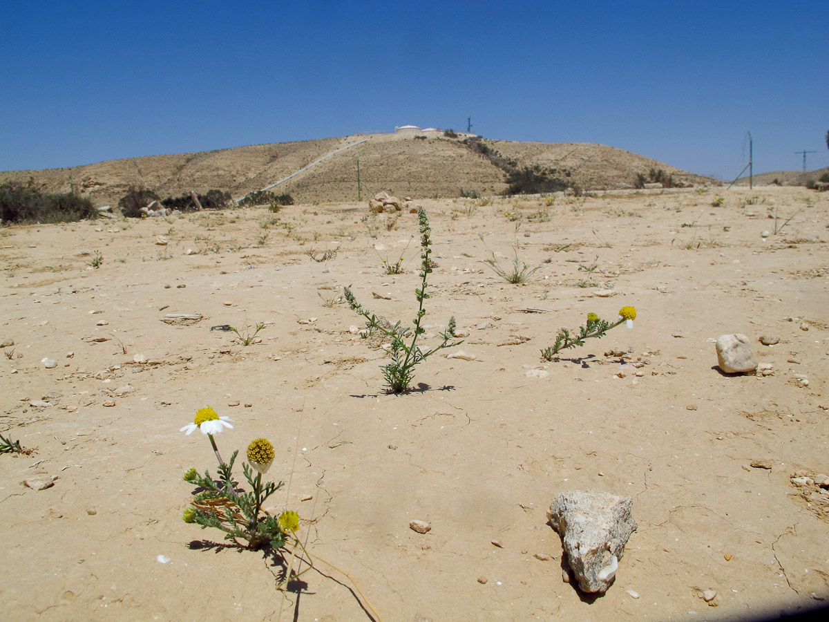 Негев, image of landscape/habitat.