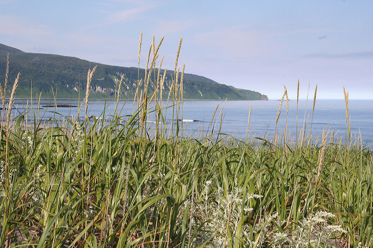 Окрестности озера Токотан, image of landscape/habitat.