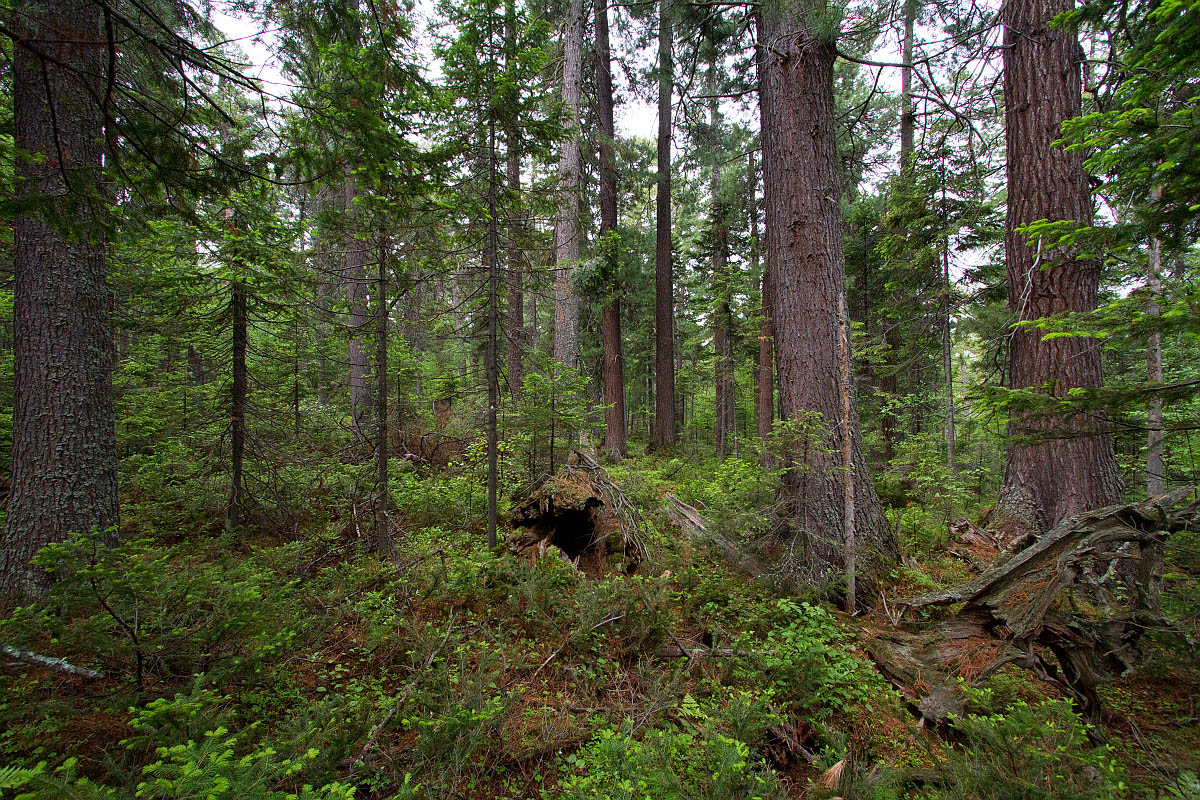 Тропа на "Чум", image of landscape/habitat.