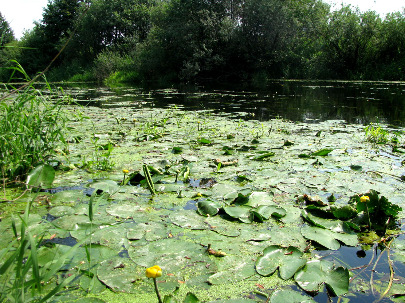 Кудьма, image of landscape/habitat.