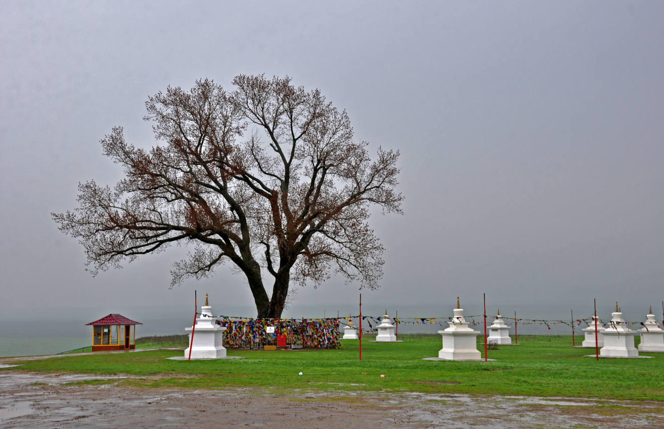 Одинокий тополь, image of landscape/habitat.