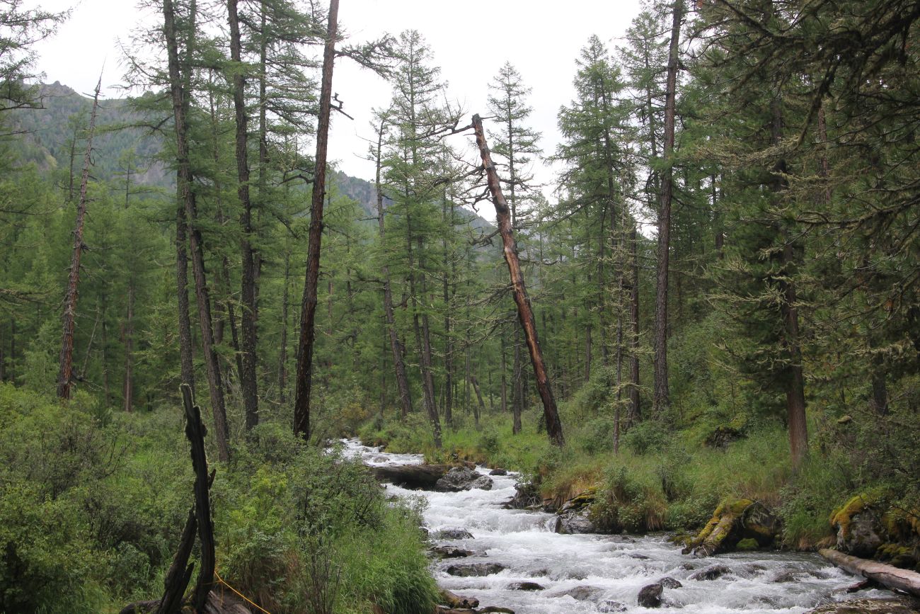 Долина реки Куйгук, image of landscape/habitat.