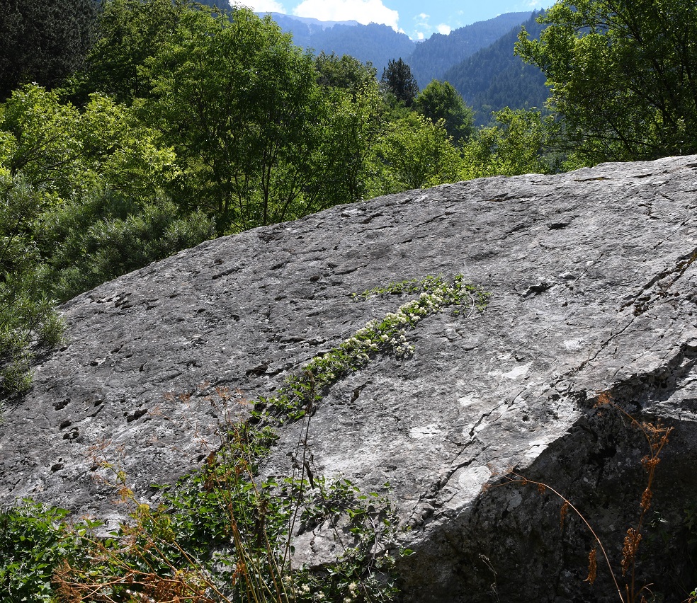 Олимп, image of landscape/habitat.